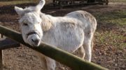 Junger Esel - Jungflohen -Lindentahler Tierpark - Köln-Braunsfeld
