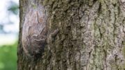 Eichen-Prozessionsspinner - Nest - Baum - Eiche