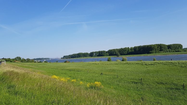 Rheinaue Worringen-Langel - Blickrichtung Monheim - Köln-Worringen