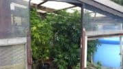 Cannabispflanzen - Garten - Marihuana - Plantage - Anbau - Wohnhaus - Glücksburger Straße - Leverkusen-Manfort