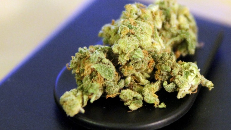 Cannabis - Rauschmittel - Arzneimittel - Drogen