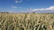 Weizen - Pflanze - Triticum - Getreide - Feld - Bauernhof
