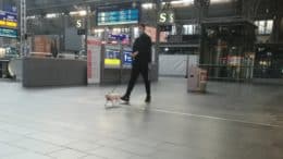 Frankfurt Hauptbahnhof - Bahnhofshalle - Gleis 17 - Mann - Maske - Hund