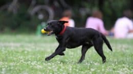Hund - Labrador - Schwarz - Spielzeug - Wiese