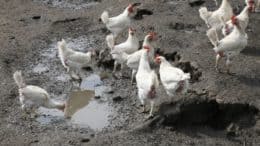 Huhn - Hühner - Vogel - Vögel - Biologische Zucht - Schlamm - Dreck - Pfütze